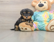 8 week old Yorkie Poo Puppy For Sale - Puppy Love PR