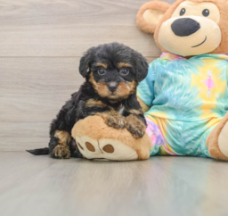 8 week old Yorkie Poo Puppy For Sale - Puppy Love PR