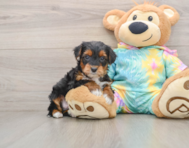 6 week old Yorkie Poo Puppy For Sale - Puppy Love PR