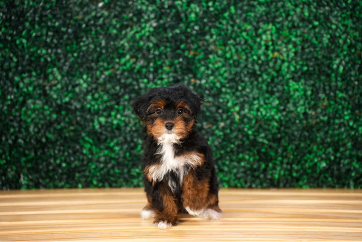 Yorkie Poo Pup Being Cute