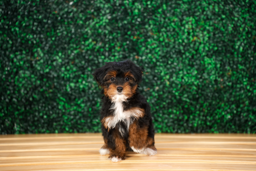 Yorkie Poo Pup Being Cute