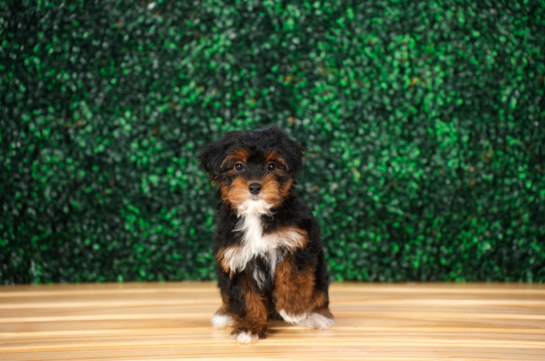 Yorkie Poo Pup Being Cute