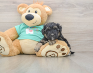 8 week old Yorkie Poo Puppy For Sale - Puppy Love PR