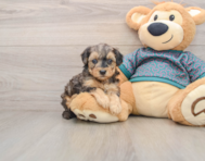 8 week old Yorkie Poo Puppy For Sale - Puppy Love PR
