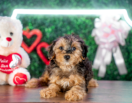 10 week old Yorkie Poo Puppy For Sale - Puppy Love PR