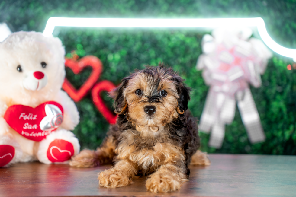 Yorkie Poo Pup Being Cute