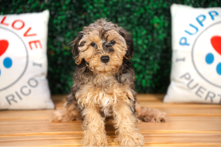 Yorkie Poo Puppy for Adoption