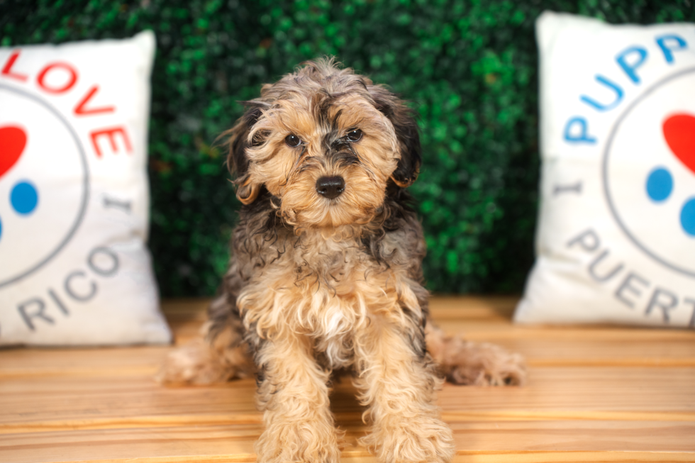 Yorkie Poo Puppy for Adoption