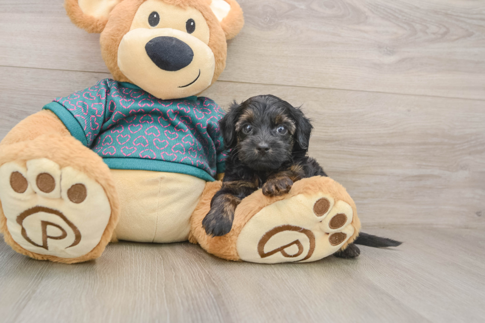 Funny Yorkie Poo Poodle Mix Pup