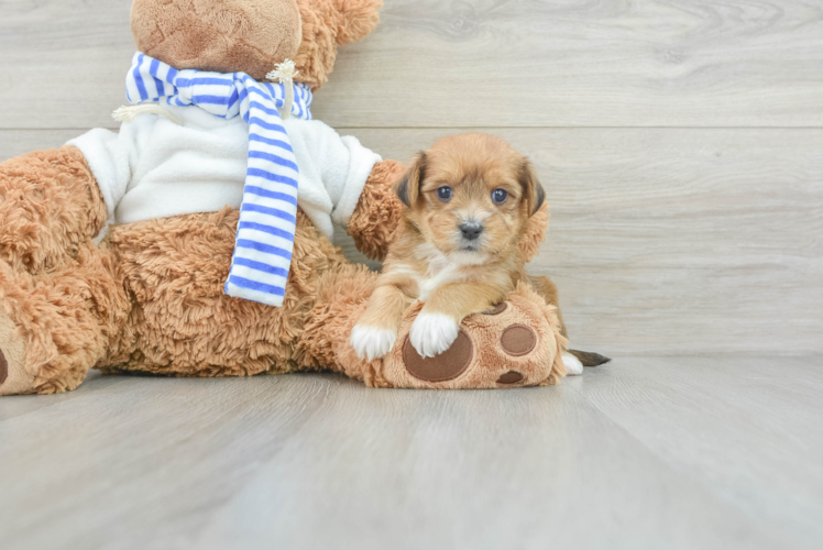 Meet Johnny - our Yorkie Poo Puppy Photo 1/3 - Puppy Love PR Small Yorkie Poo Baby
