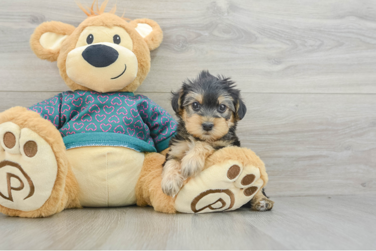 Meet Johnny - our Yorkie Poo Puppy Photo 1/3 - Puppy Love PR Funny Yorkie Poo Poodle Mix Pup