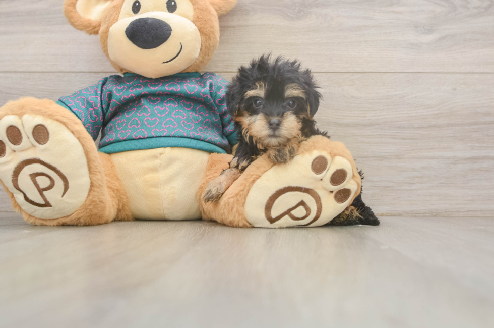 5 week old Yorkie Poo Puppy For Sale - Puppy Love PR