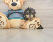 8 week old Yorkie Poo Puppy For Sale - Puppy Love PR 8 week old Yorkie Poo Puppy For Sale - Puppy Love PR