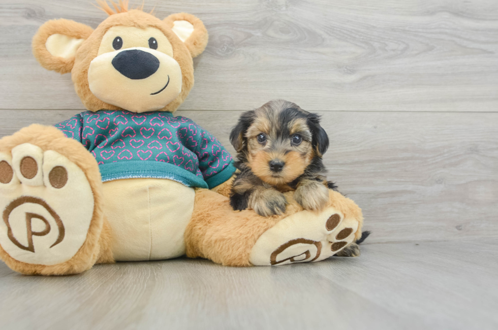 6 week old Yorkie Poo Puppy For Sale - Puppy Love PR