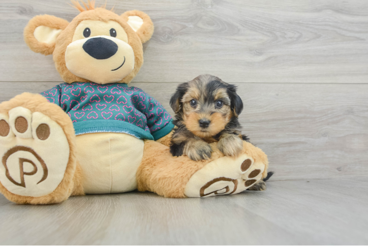 Meet Joy - our Yorkie Poo Puppy Photo 1/3 - Puppy Love PR Yorkie Poo Pup Being Cute