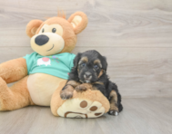 7 week old Yorkie Poo Puppy For Sale - Puppy Love PR