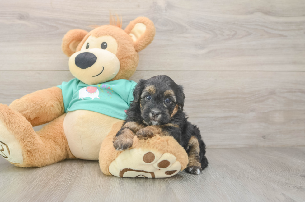 5 week old Yorkie Poo Puppy For Sale - Puppy Love PR