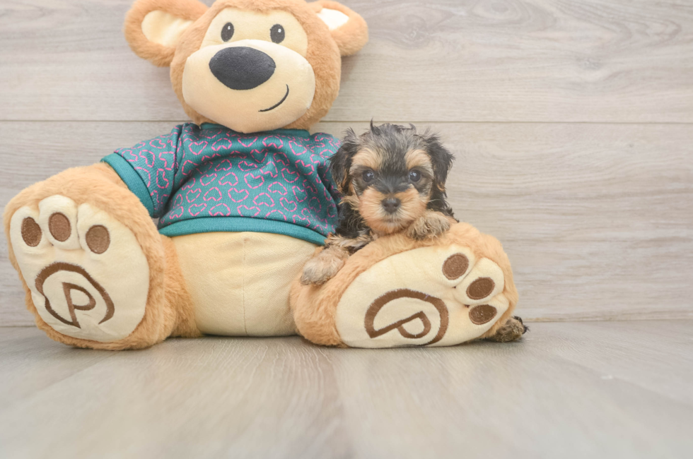 5 week old Yorkie Poo Puppy For Sale - Puppy Love PR
