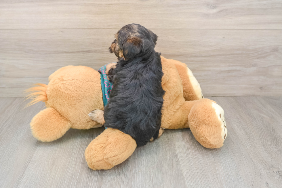 Playful Yo Yo Poo Poodle Mix Puppy