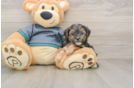 Smart Yorkie Poo Poodle Mix Pup