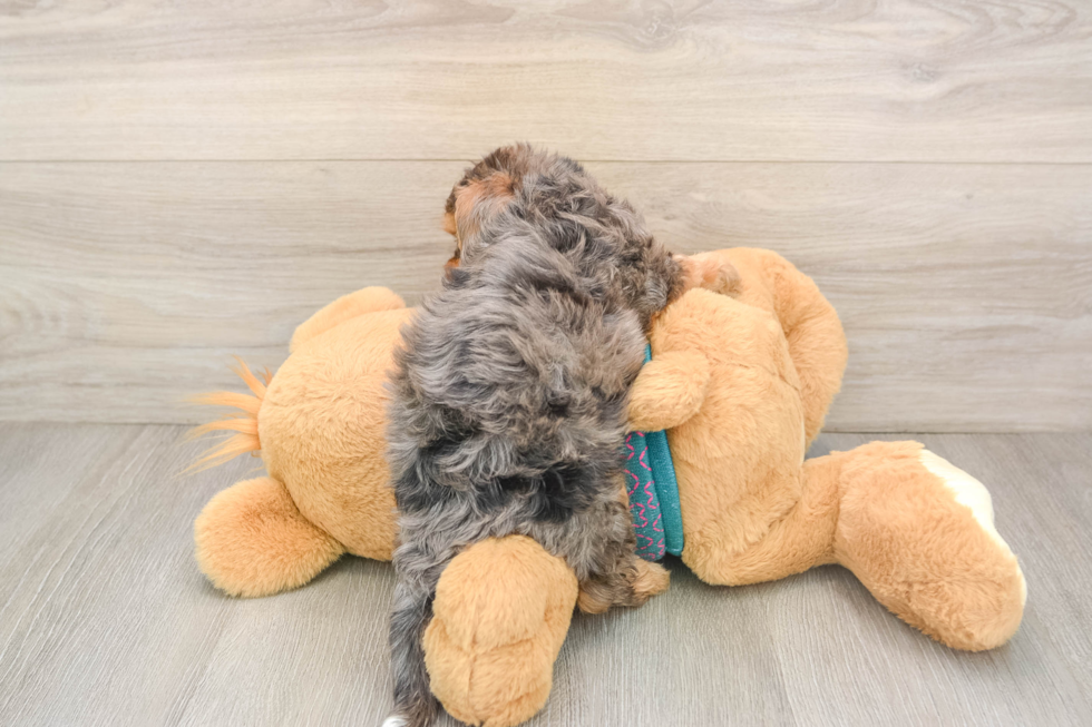 Yorkie Poo Puppy for Adoption