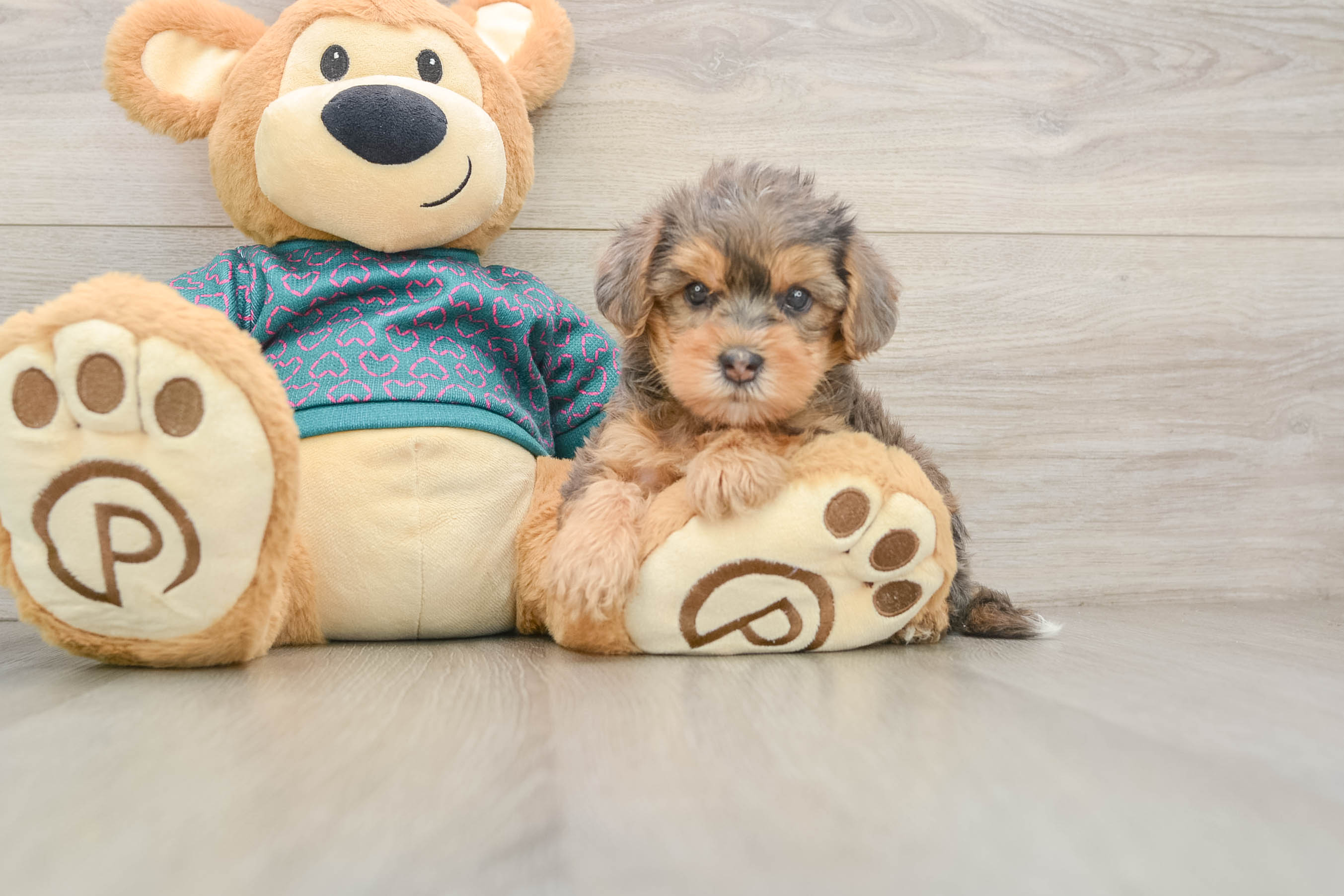 Yorkie Poo Pup Being Cute