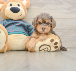 7 week old Yorkie Poo Puppy For Sale - Puppy Love PR