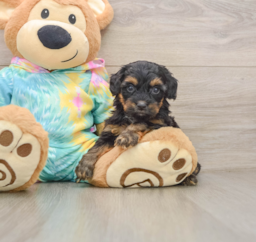 8 week old Yorkie Poo Puppy For Sale - Puppy Love PR