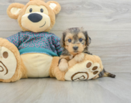 7 week old Yorkie Poo Puppy For Sale - Puppy Love PR