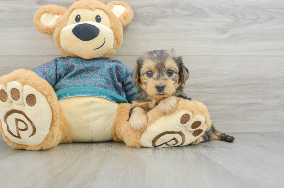 6 week old Yorkie Poo Puppy For Sale - Puppy Love PR