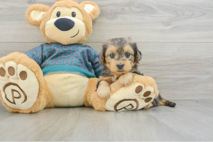 Meet Julep - our Yorkie Poo Puppy Photo 1/3 - Puppy Love PR Sweet Yorkie Poo Baby