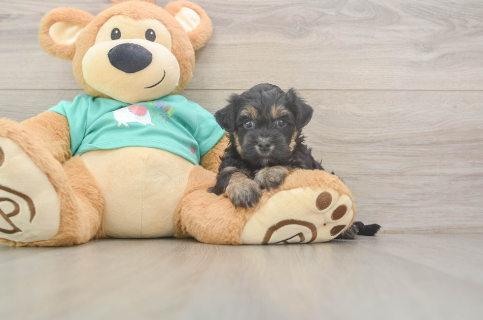 5 week old Yorkie Poo Puppy For Sale - Puppy Love PR