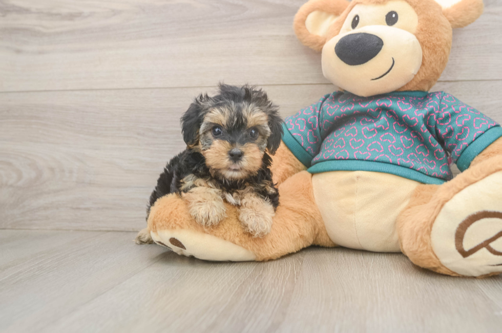 5 week old Yorkie Poo Puppy For Sale - Puppy Love PR
