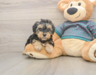 8 week old Yorkie Poo Puppy For Sale - Puppy Love PR 8 week old Yorkie Poo Puppy For Sale - Puppy Love PR