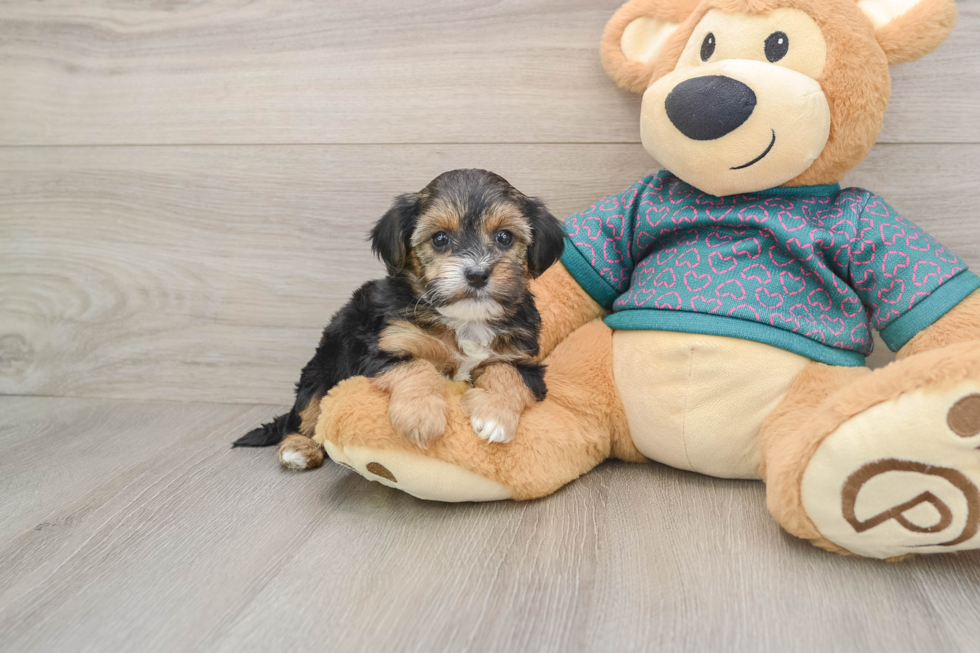 Small Yorkie Poo Baby