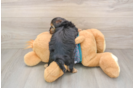 Small Yorkie Poo Baby