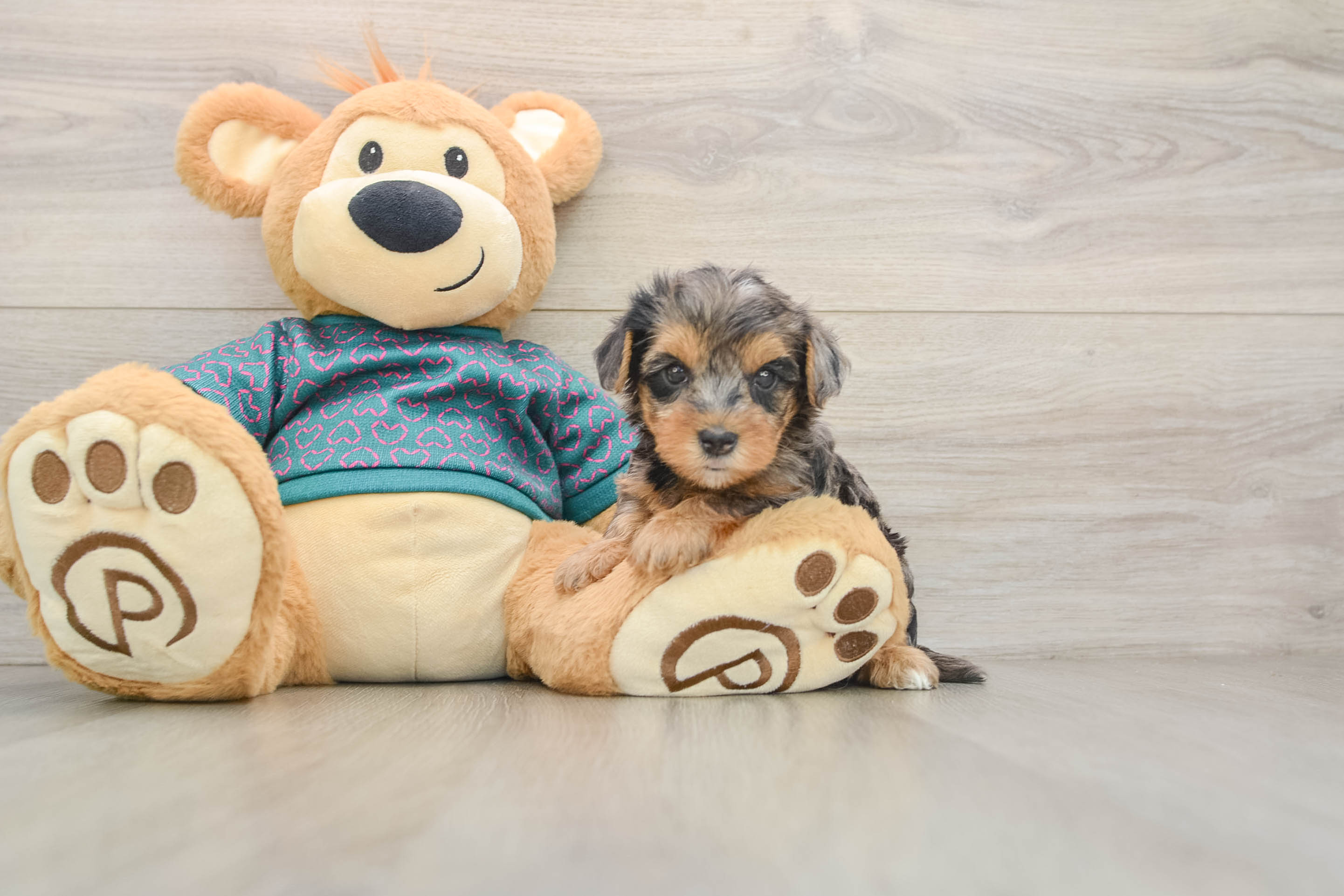 Yorkie Poo Pup Being Cute