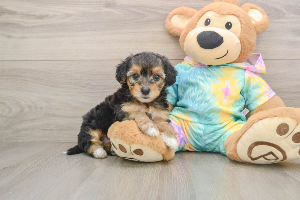 Best Yorkie Poo Baby