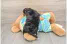 Best Yorkie Poo Baby