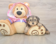 7 week old Yorkie Poo Puppy For Sale - Puppy Love PR