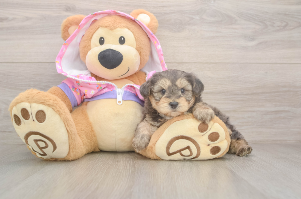 5 week old Yorkie Poo Puppy For Sale - Puppy Love PR