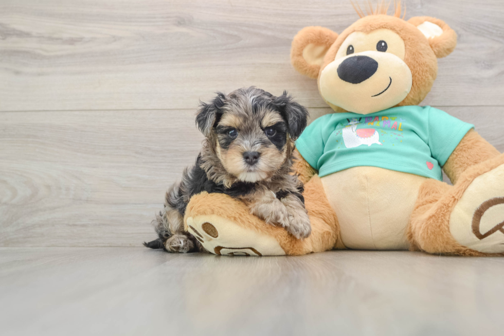 Sweet Yorkie Poo Baby