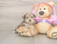 8 week old Yorkie Poo Puppy For Sale - Puppy Love PR