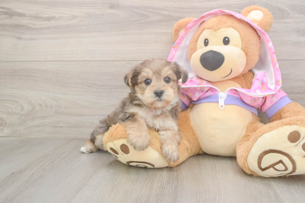 Yorkie Poo Pup Being Cute