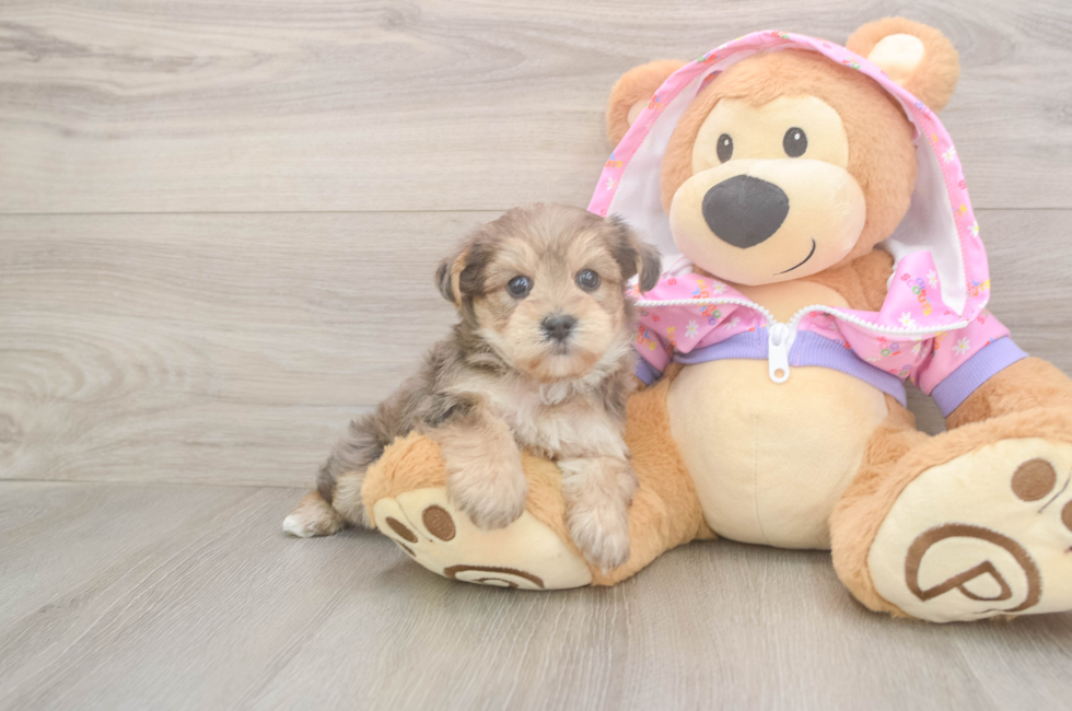 5 week old Yorkie Poo Puppy For Sale - Puppy Love PR