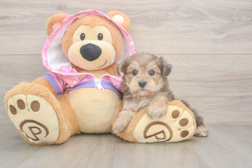 Small Yorkie Poo Baby