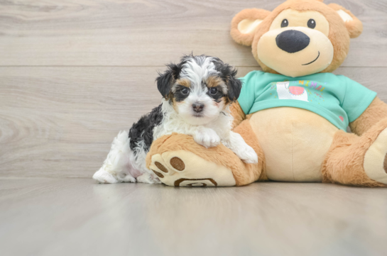 Hypoallergenic Yorkie Doodle Poodle Mix Puppy