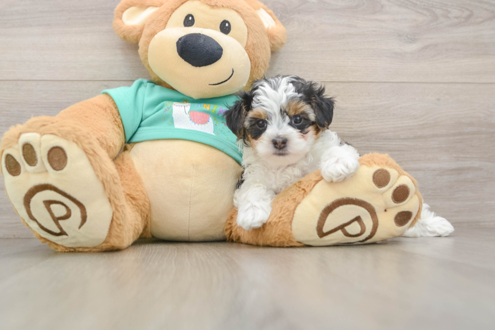 Adorable Yorkiedoodle Poodle Mix Puppy