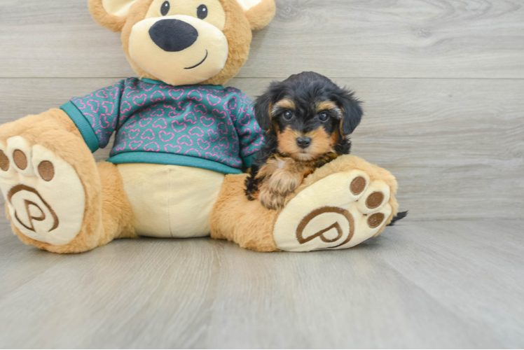 Meet Kygo - our Yorkie Poo Puppy Photo 1/3 - Puppy Love PR Popular Yorkie Poo Poodle Mix Pup