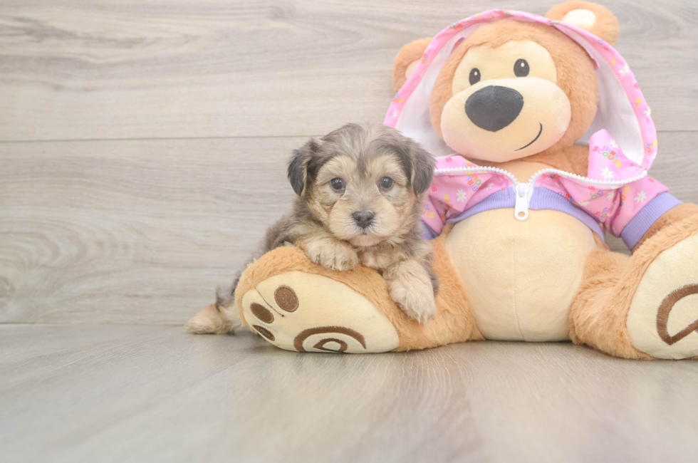 5 week old Yorkie Poo Puppy For Sale - Puppy Love PR